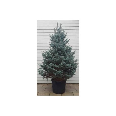 Picea pungens C46 140-160