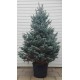 Picea pungens C46 120-140